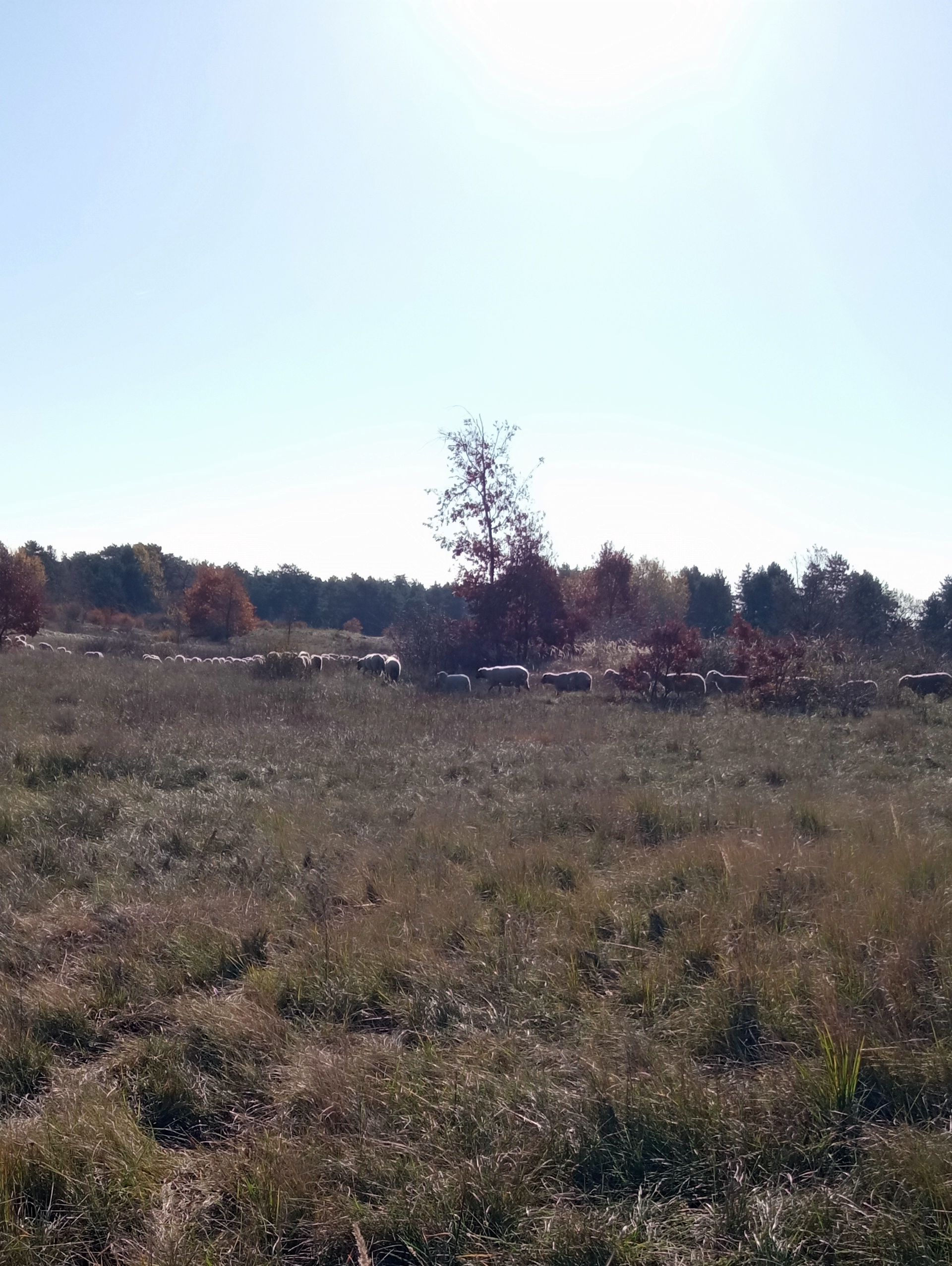 A gyepek hosszú távú fenntartásánaklegjobb módja a legeltetés