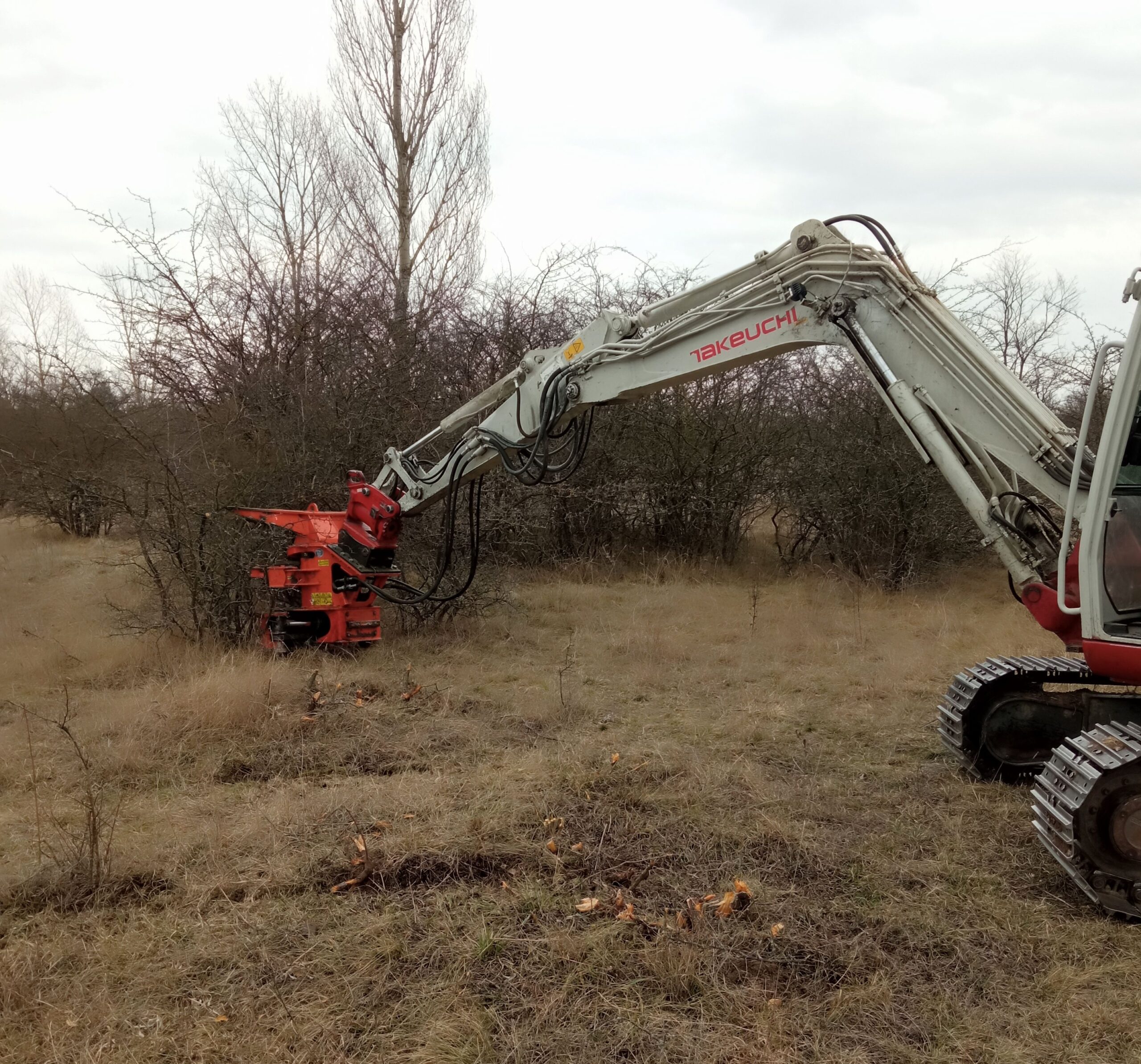 A cserjék egy részét kiszedtük, hogyalattuk fellélegezzen a gyep