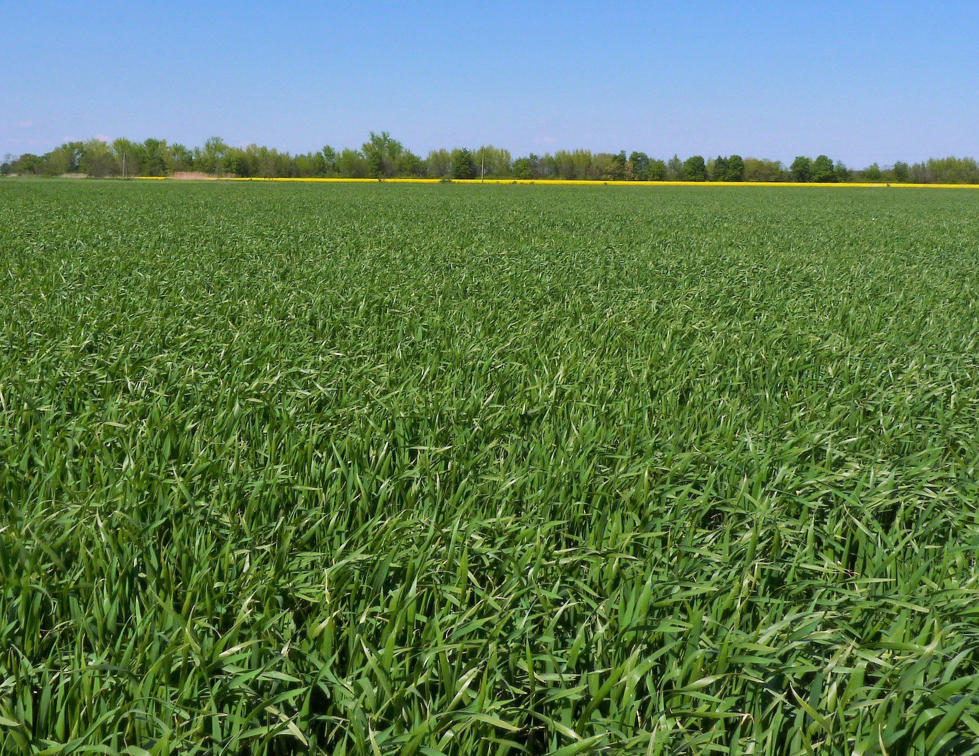 Amikor van érdemi zöldfelület és látható a fertőzés, akkor lehet hatékonyan közbelépni