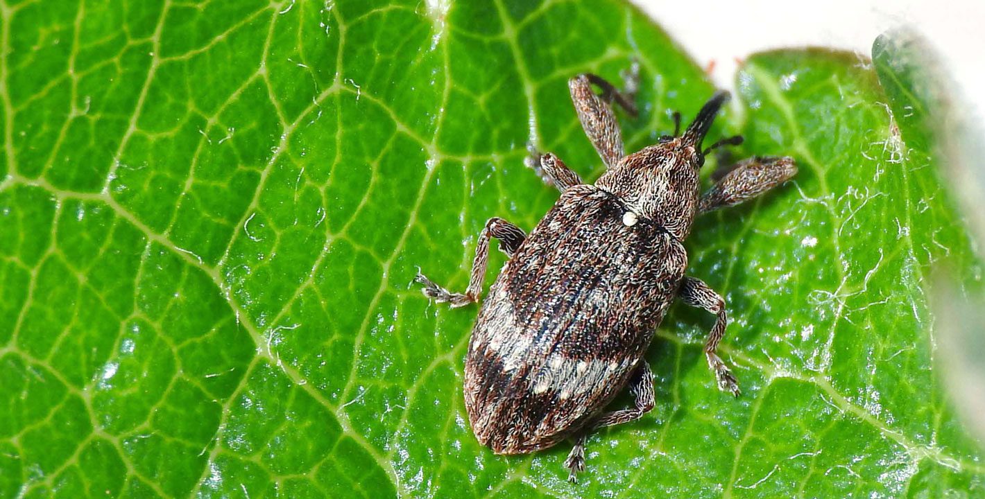 Hazánkban kevésbé elterjedt a körte-rügyfúró bogár