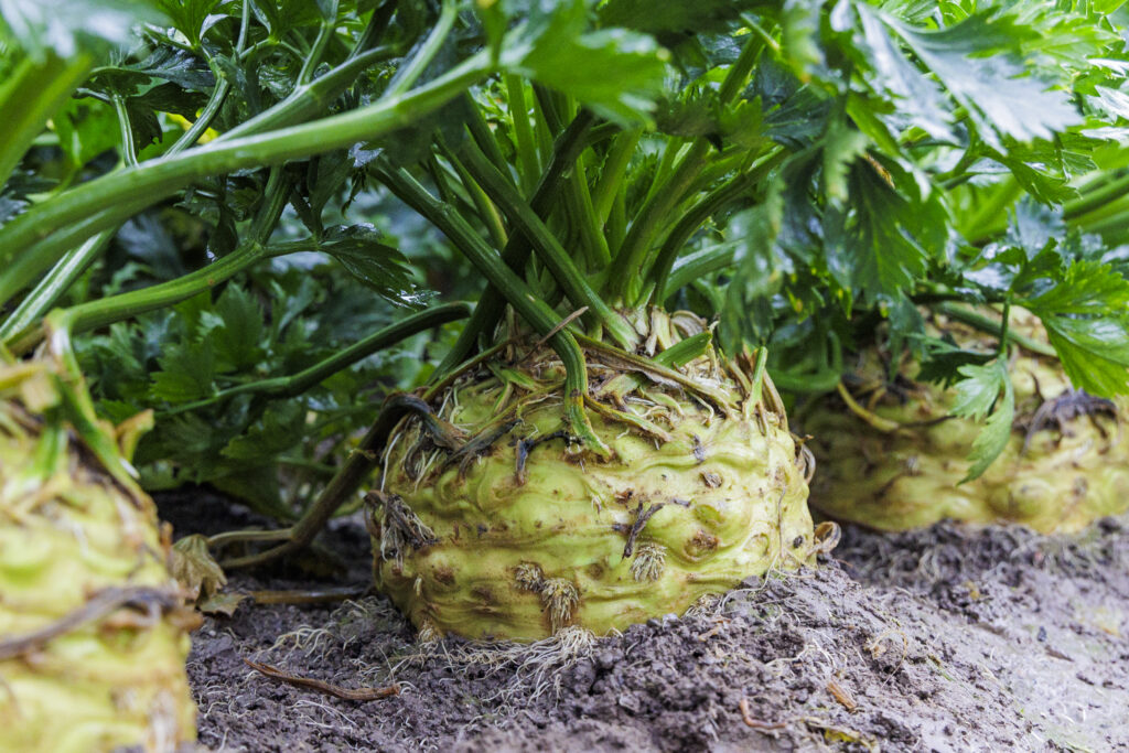 Magasabb szinte emeljük a zellert