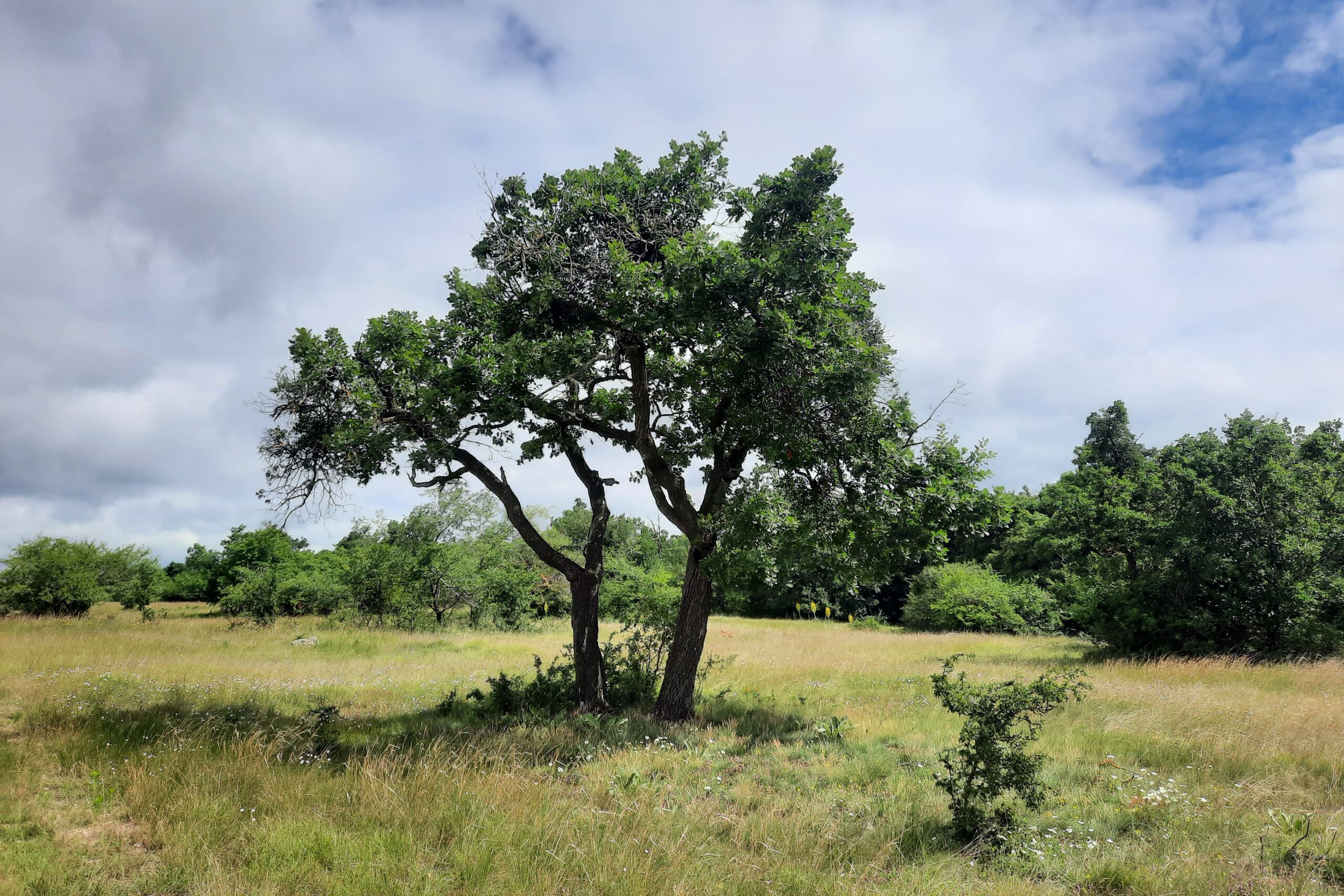 Az erdőből kiérve