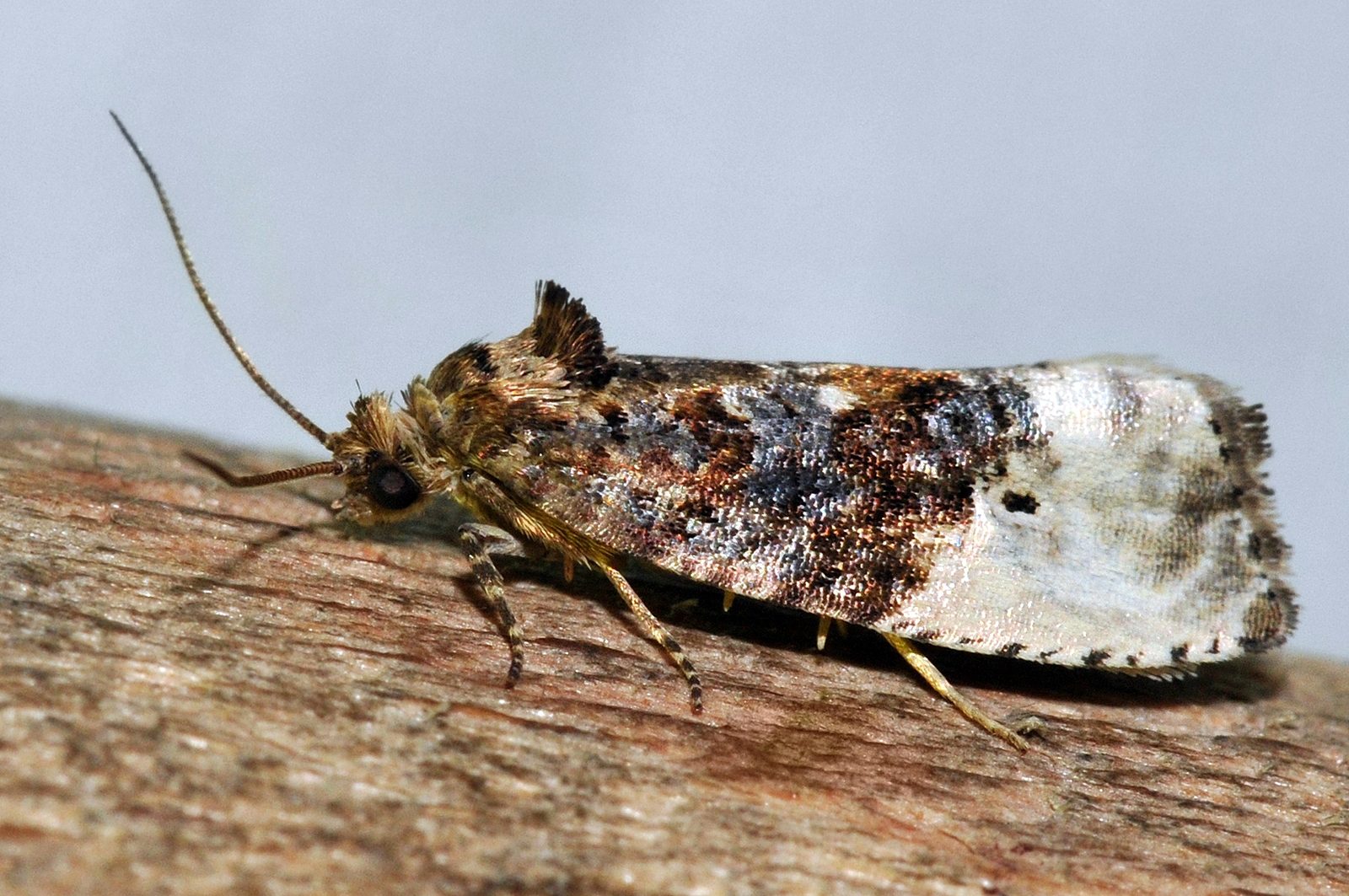 Szép tarka lepke a rügysodró tükrösmoly