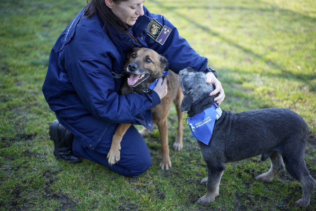 Rácsok mögött második esély –  fogvatartottak és mentett kutyák közös útja