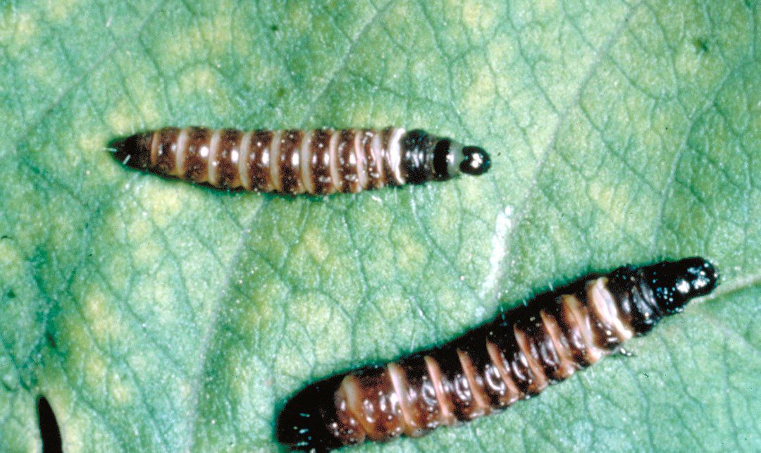 A barackmoly hernyói a néhánycentis hajtást iskárosítják