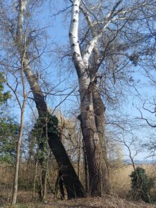 Így működik egy erdő átalakítása, ami ellenállhat a sztyeppesedésnek