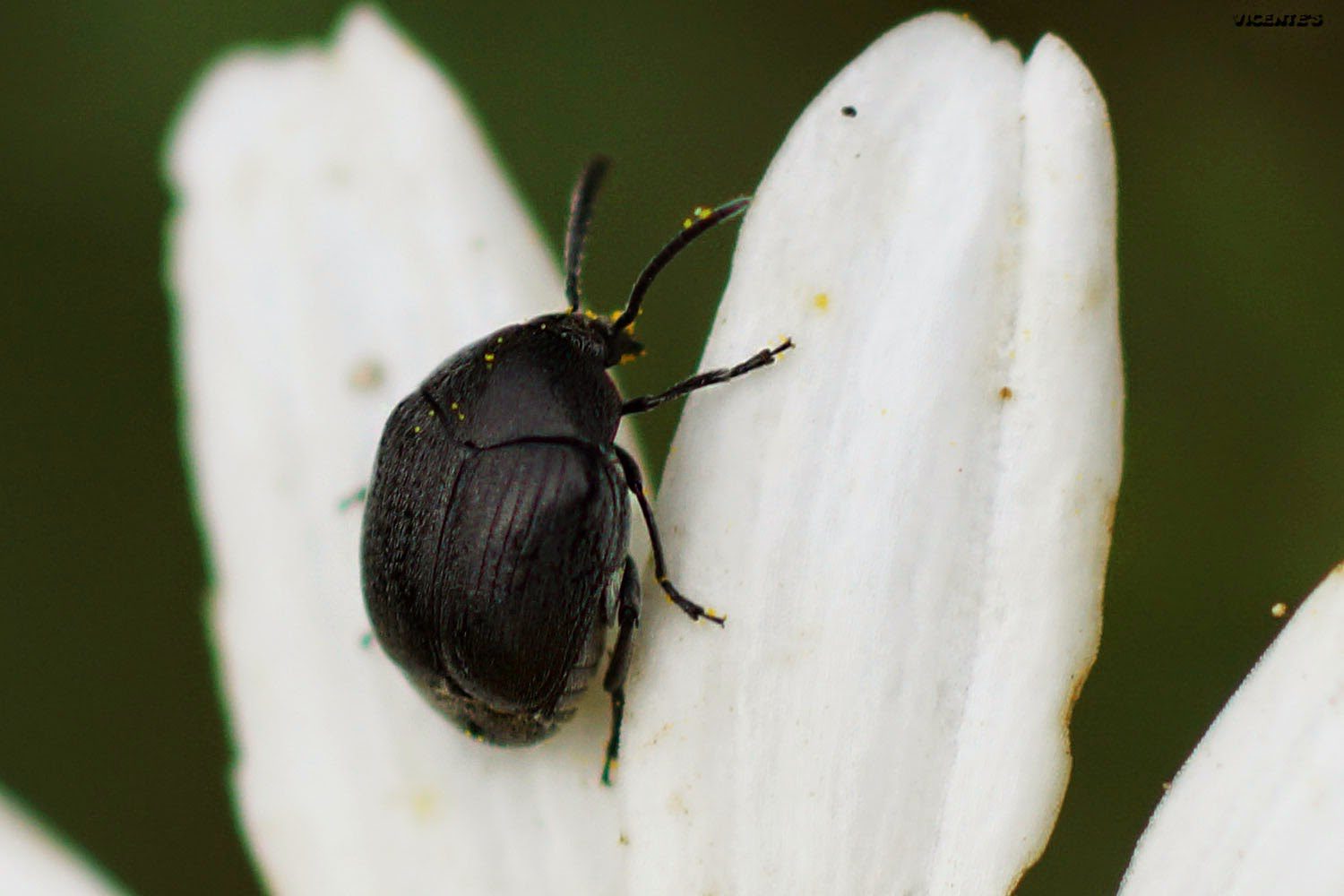 Egészen apró bogár a selymes magfúró