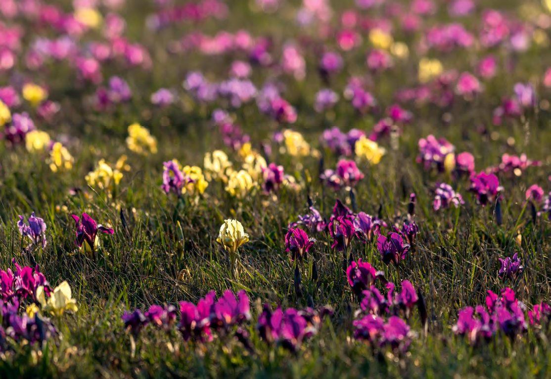 Legkorábban nyíló íriszfajunk az apró nőszirom