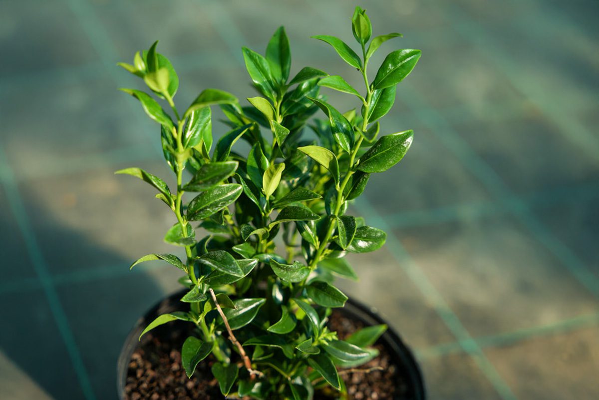 A cserepes virág letaszítaná a trónról a vágottat