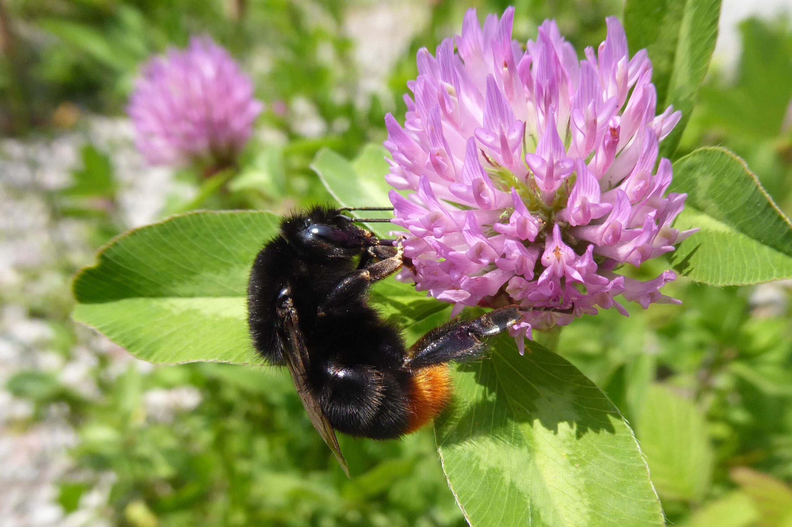 Halálos méhbetegséget terjeszthetnek a poszméhek