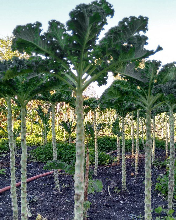 Itthon is beszerezhető a különleges termetűóriáskáposzta