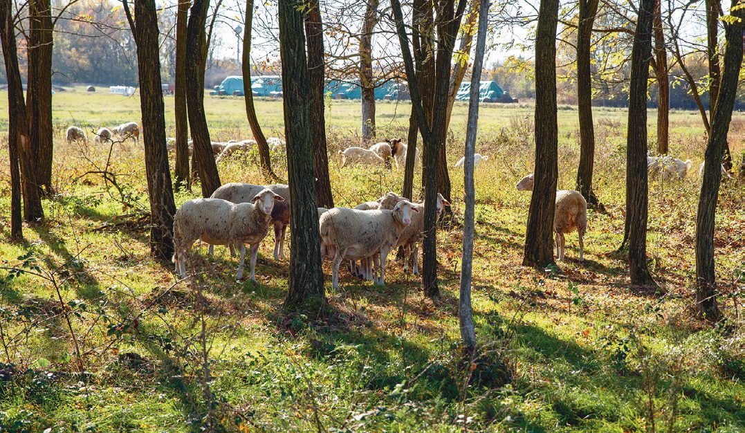 Fás legelő – múltbéli csökevény, vagy a jövő egyik záloga?