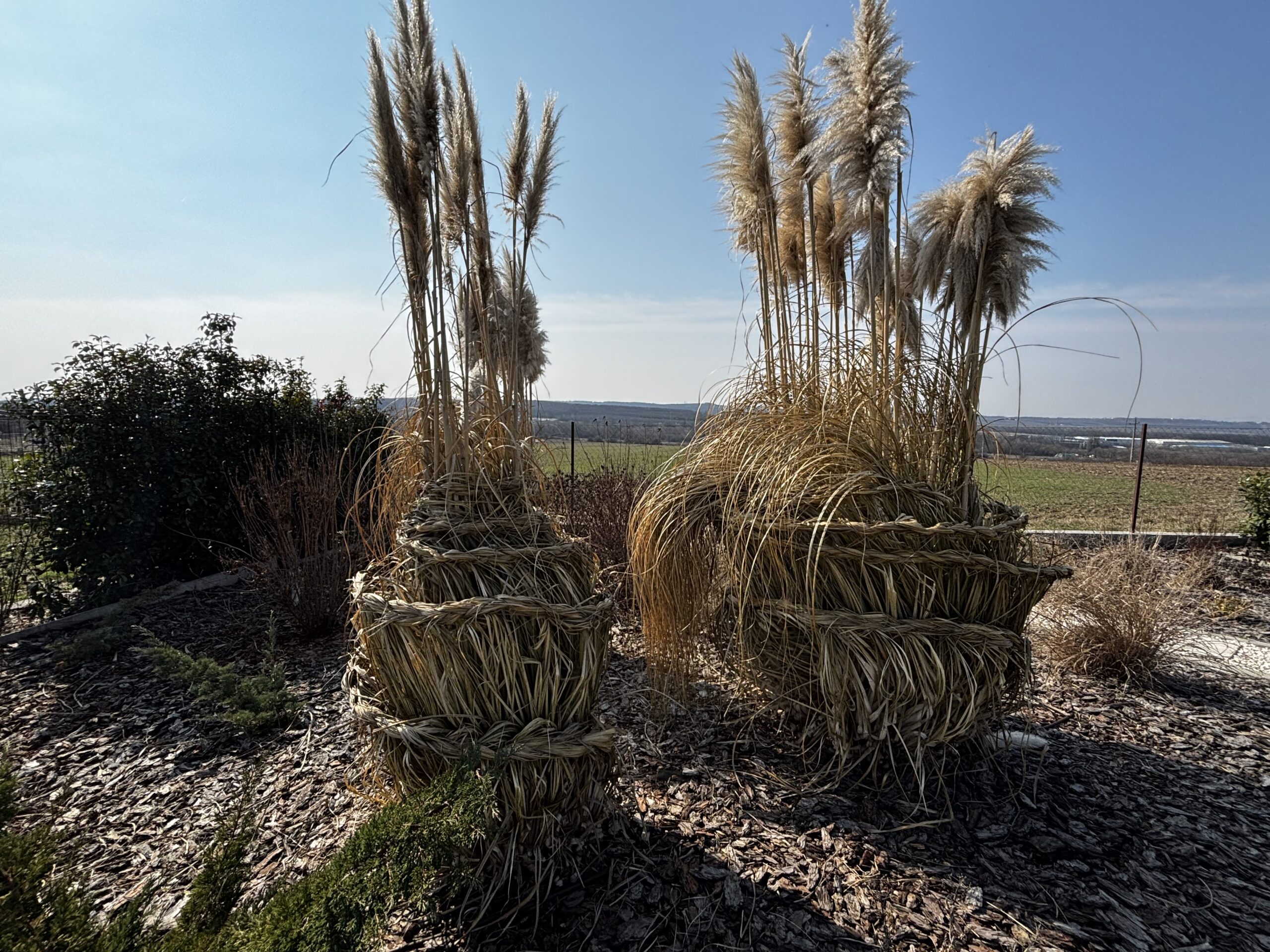 Pampafű és díszfüvek tavaszi nyírása: mikor és hogyan csináljuk?