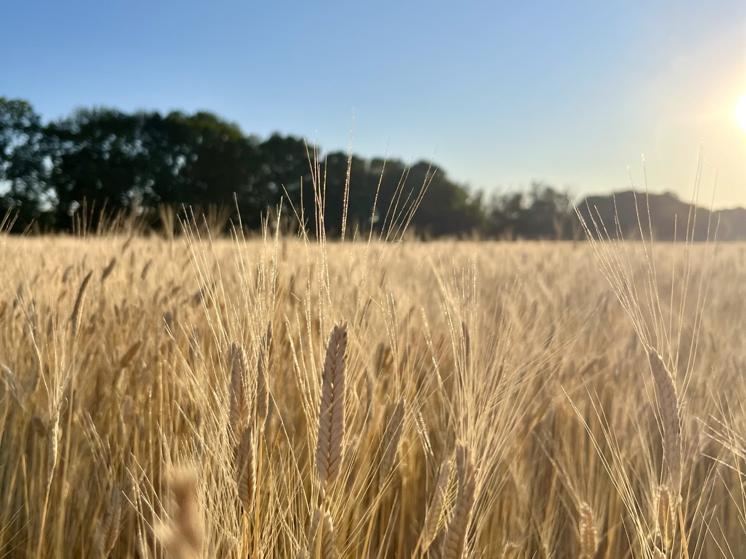 Az alakor ősgabona visszatérhet, de csak a legtudatosabbak konyhájába