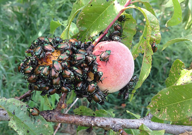 Japán cserebogár: Svájcban régóta küzdenek vele, most már kicsit többet tudnak róla