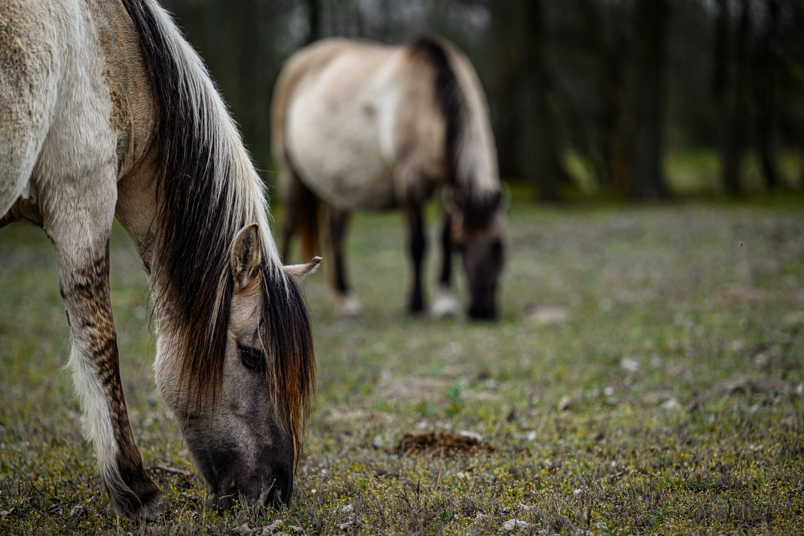 Kunfakó, a legújabb magyar lófajta