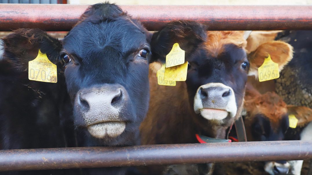 A Maszlik Családi Gazdaság
