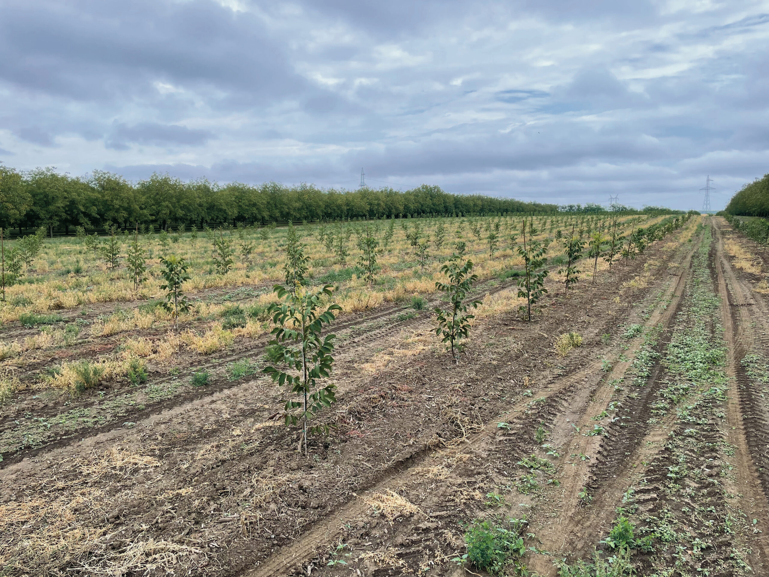 engelhardt ültetvény