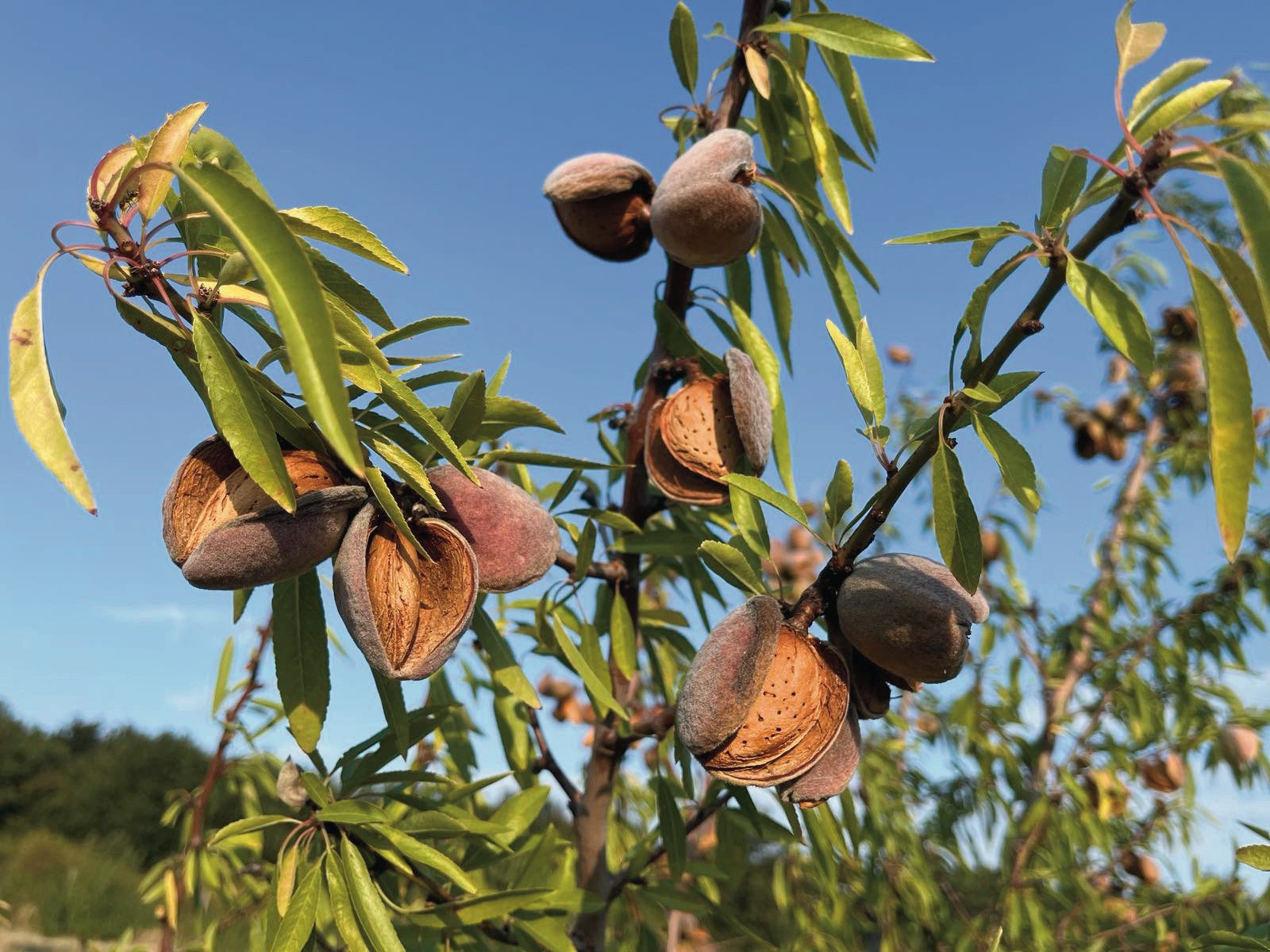 Csak magyar fajtákat ültettek