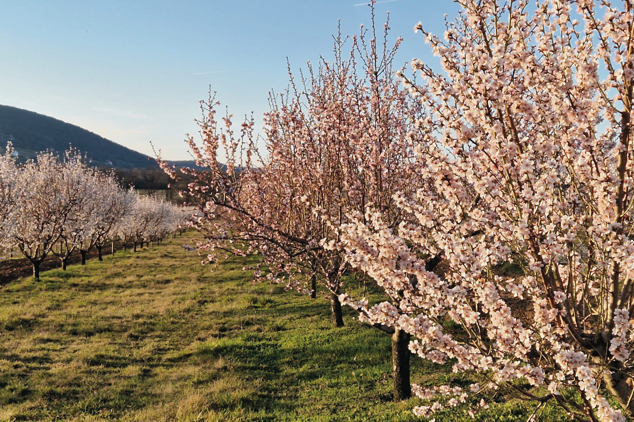 Több ezer mandulafa virágzik az ültetvényen