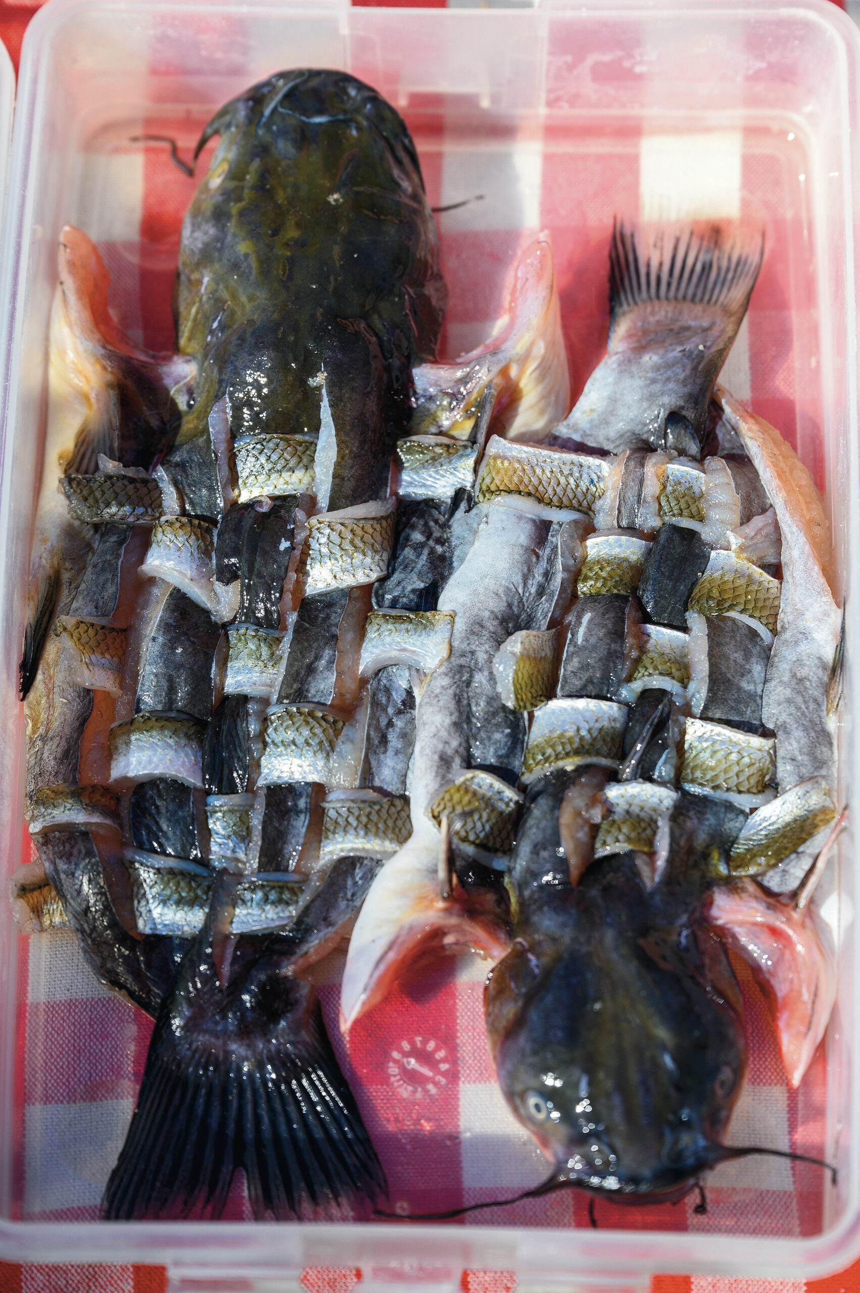 CSN fonott harcsa hal halétel gasztro