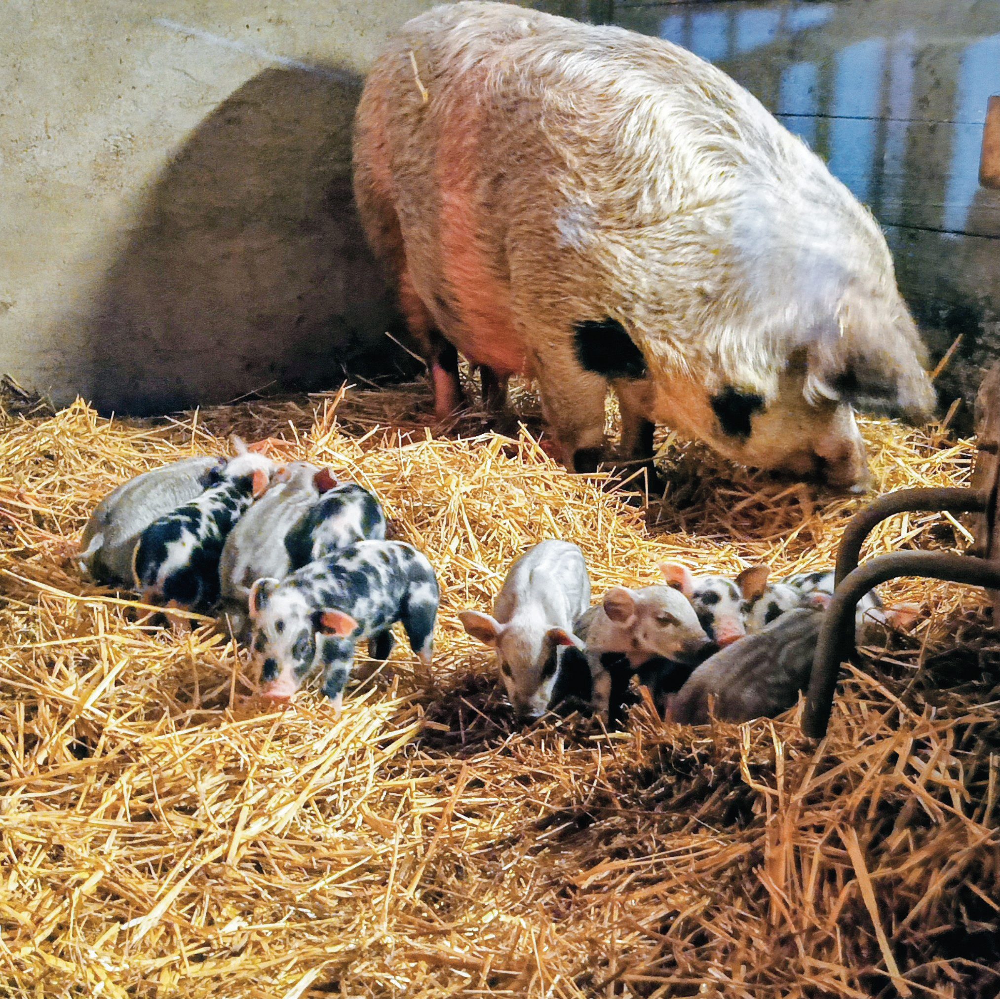 Mango_with_piglets_d1