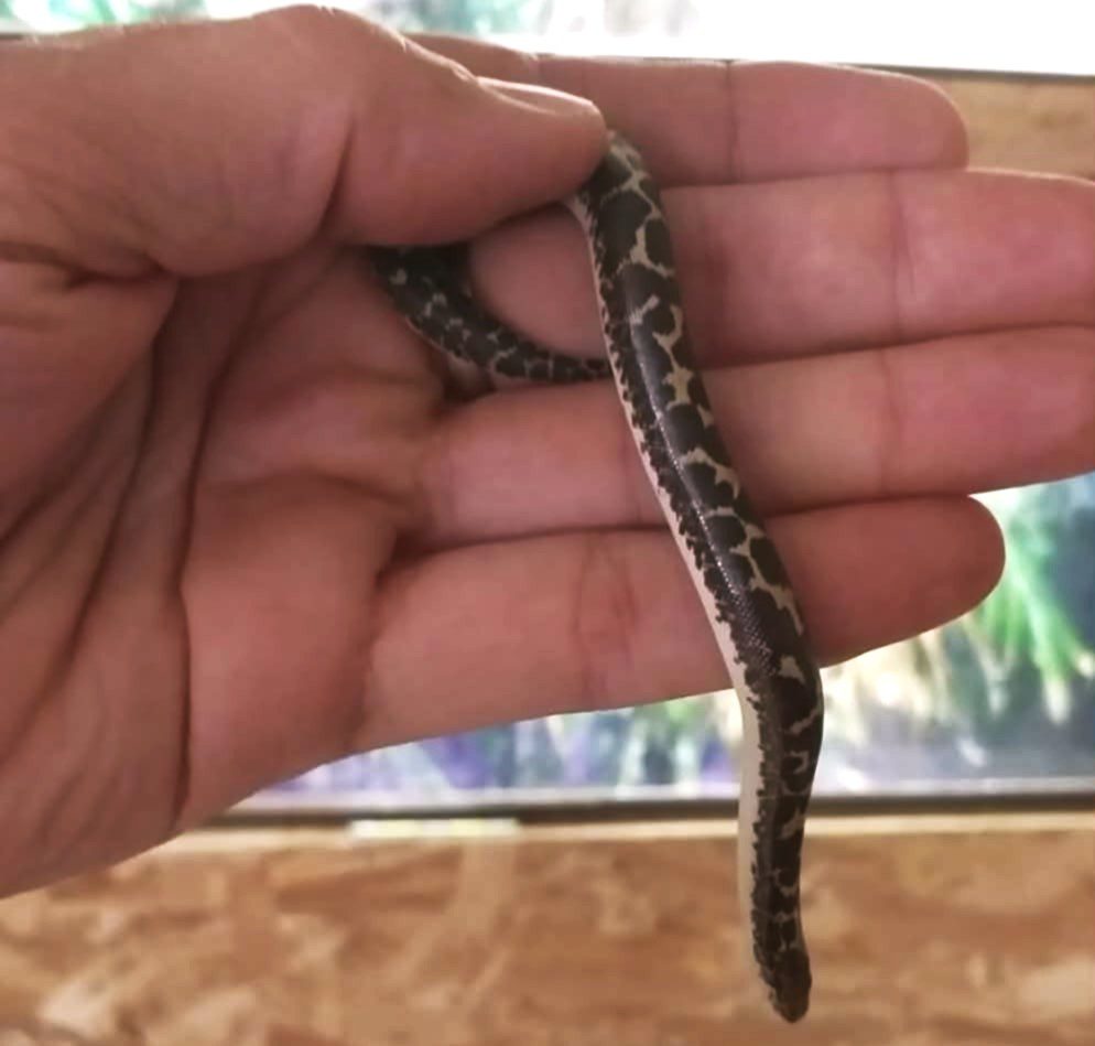 Növendék homoki boa méretei