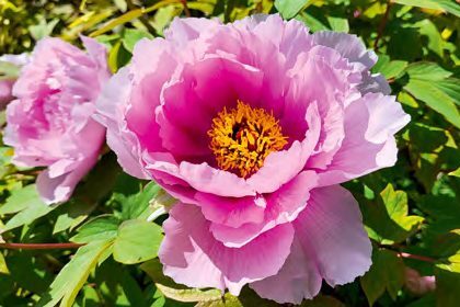 Fedezzük fel a fás szárú pünkösdi rózsát – Érdekességek a faiskolából