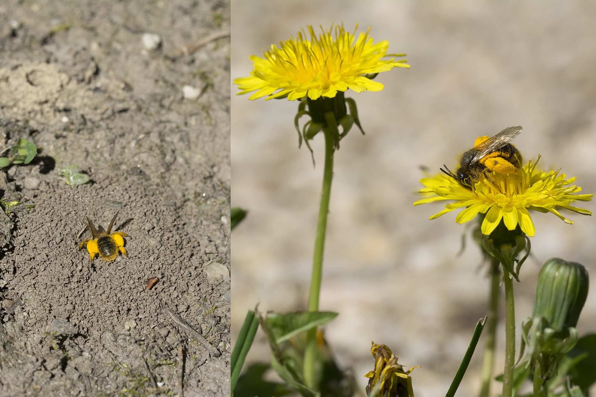 A pitypang titkos vendége, a pitypang-bányászméh