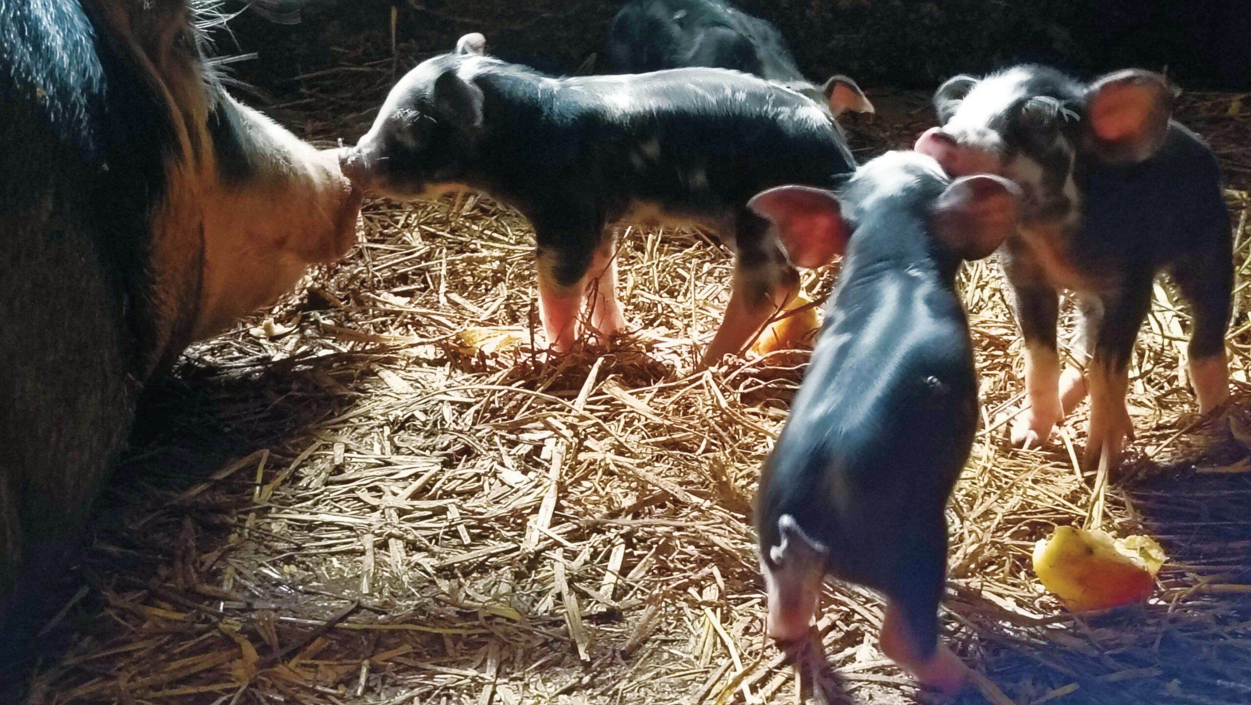 A boldog sertés több hasznot hoz