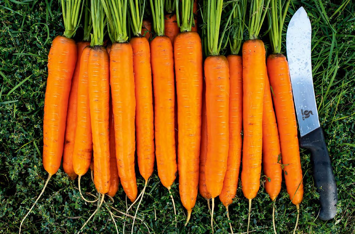 Sárgarépa és petrezselyem