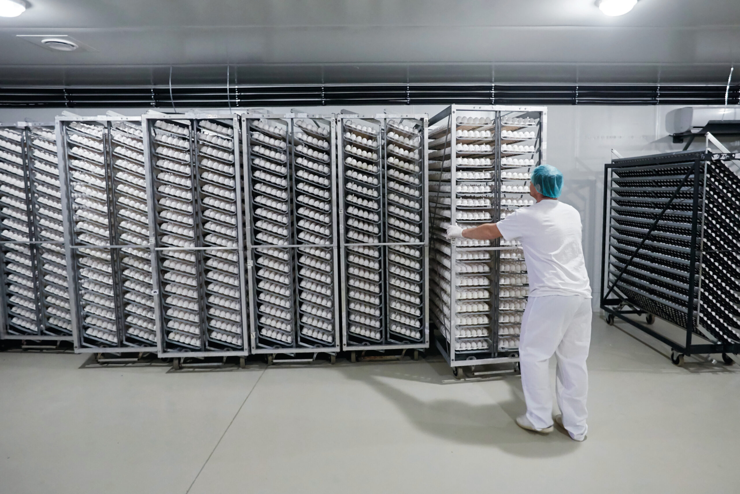 Specifikus kórokozóktól mentes (SPF – specific pathogen free) tojásokat állítanak elő