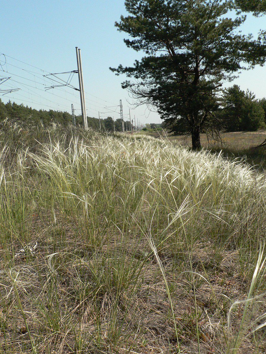 Homokpuszták klímatűrő faja lett az Év vadvirága