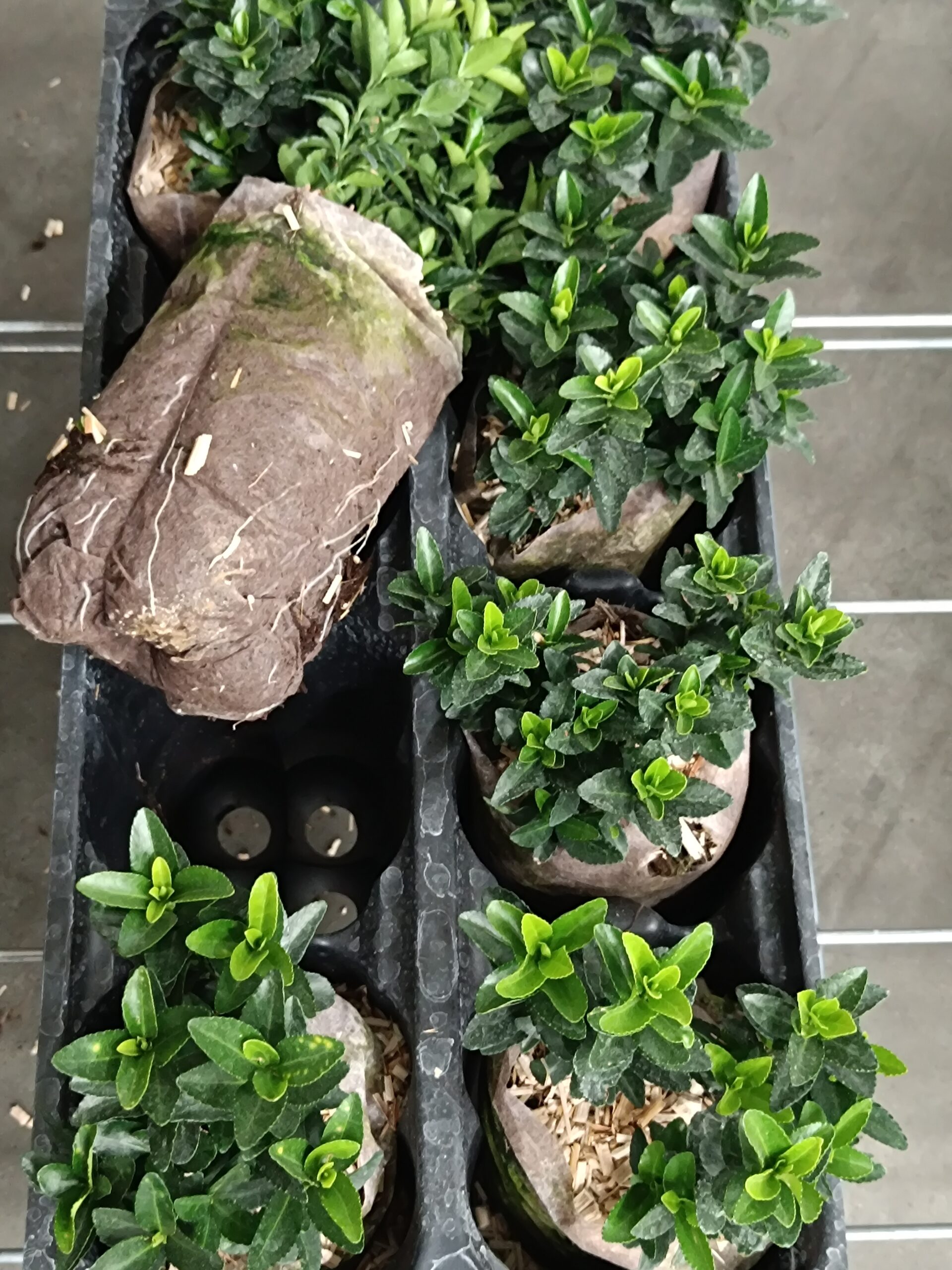 Nyolccellás Air Tray®, értékesítésre vagy továbbnevelésre kész papírszivaros növényekkel