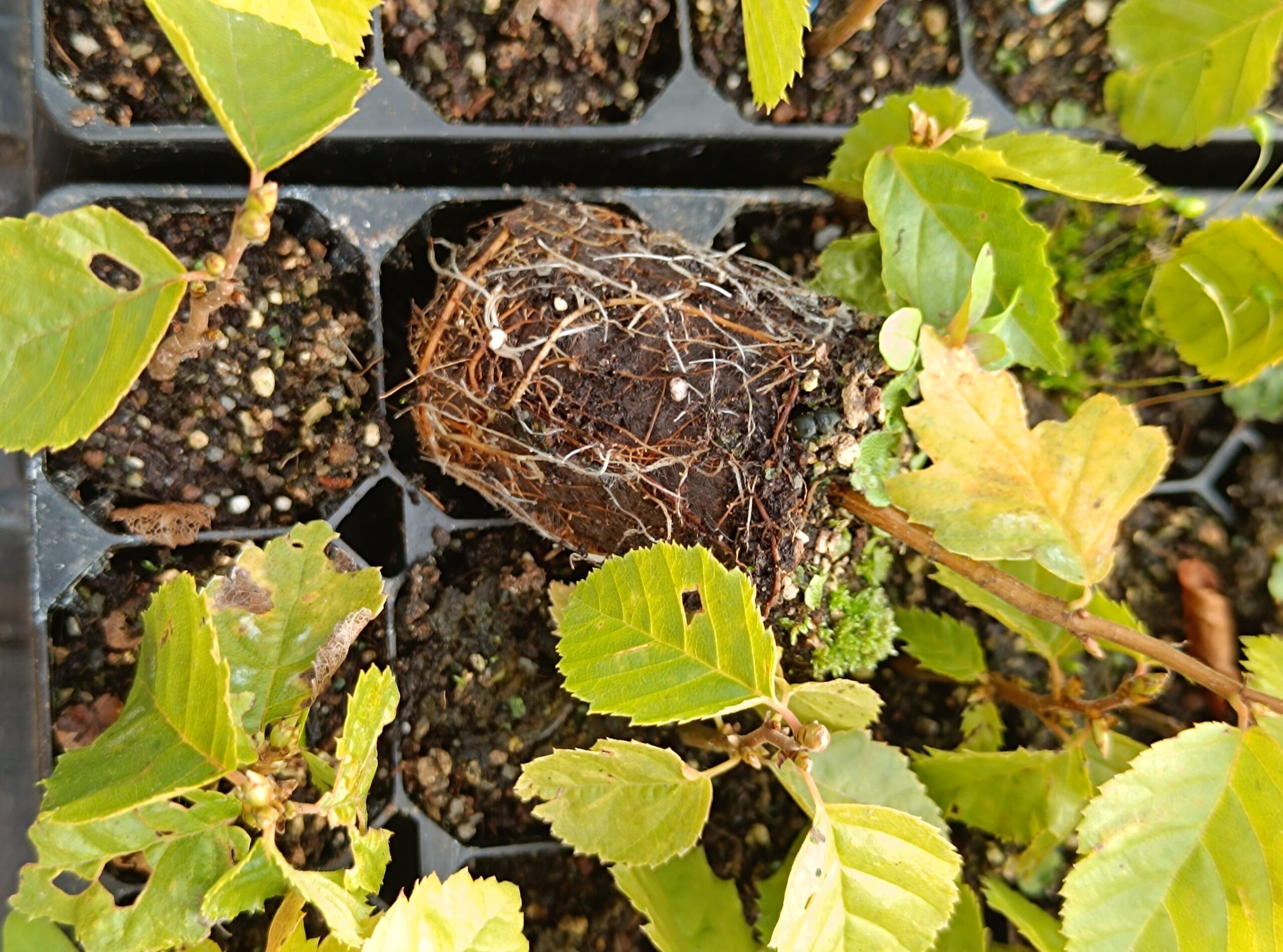 Az Air Tray® tálcákban nevelt dugványpalántákgyökerei jobban átszövik a közeget