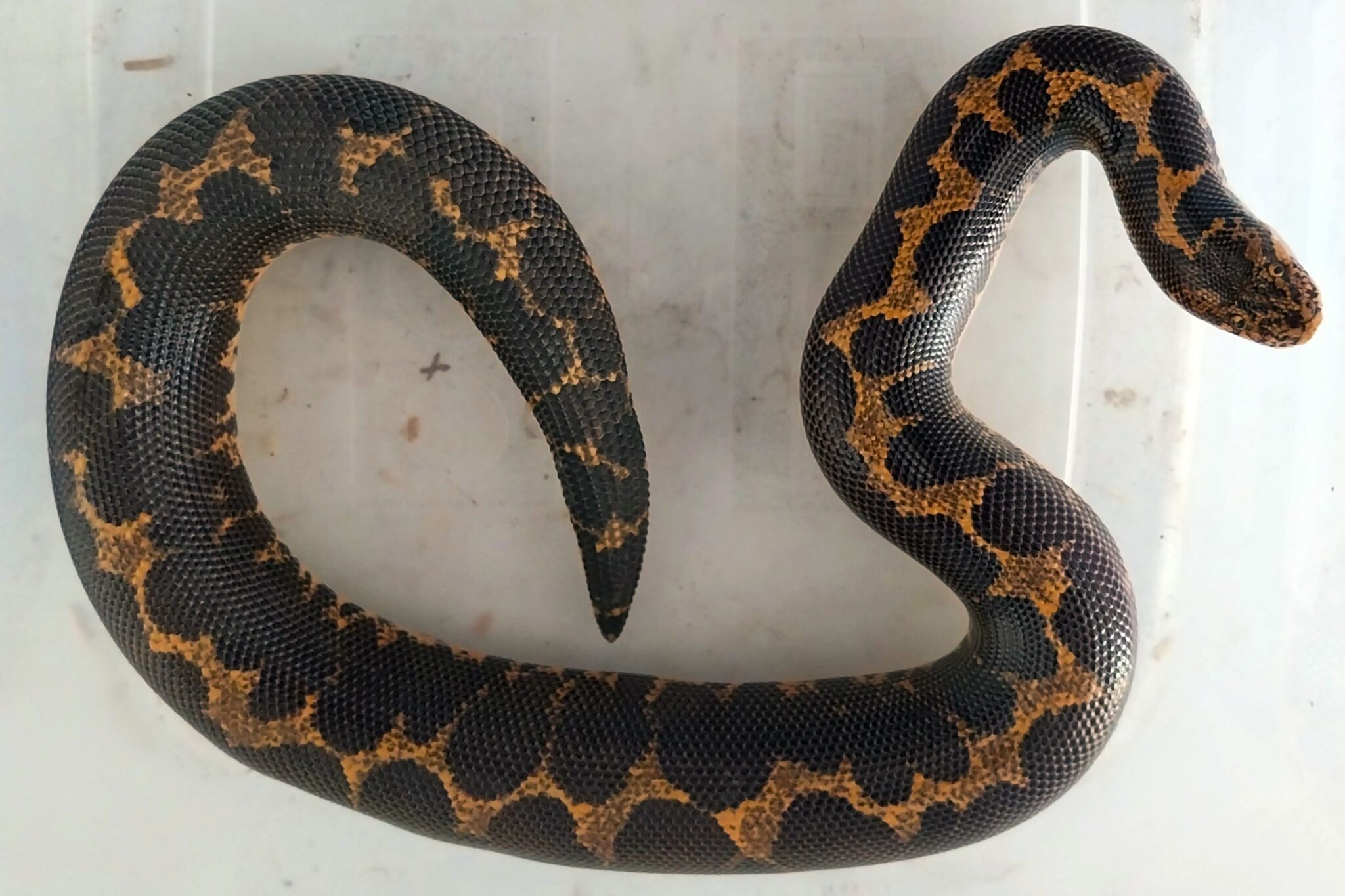 Táplálkozáshoz kiszedett nőstény homoki boa