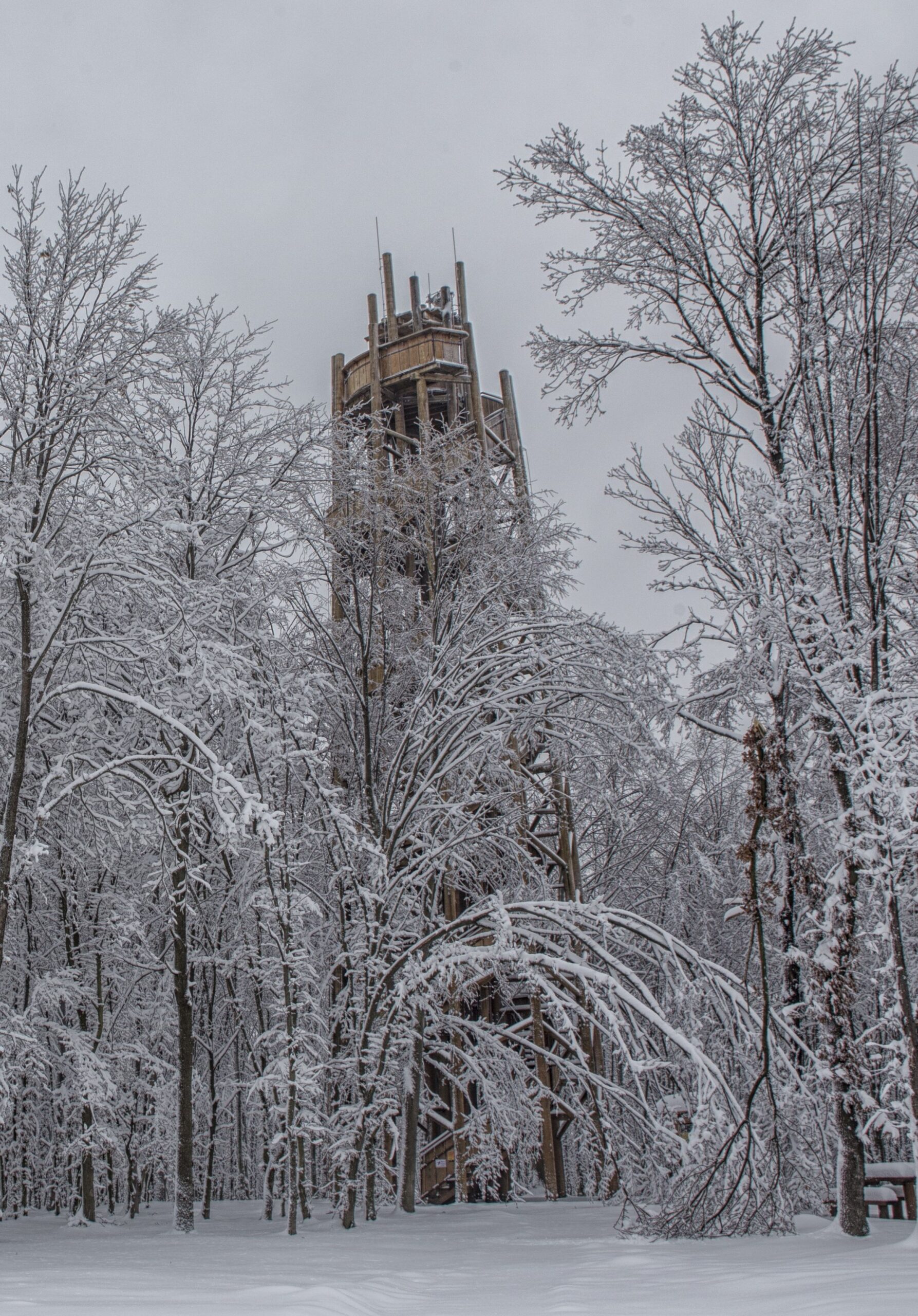 fák fölé magasodik a Zselici-kilátó