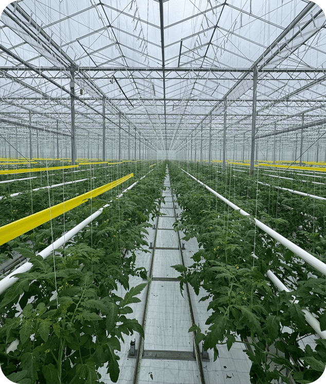 Paradicsomhajtatás az Árpád-Agrár üvegházában