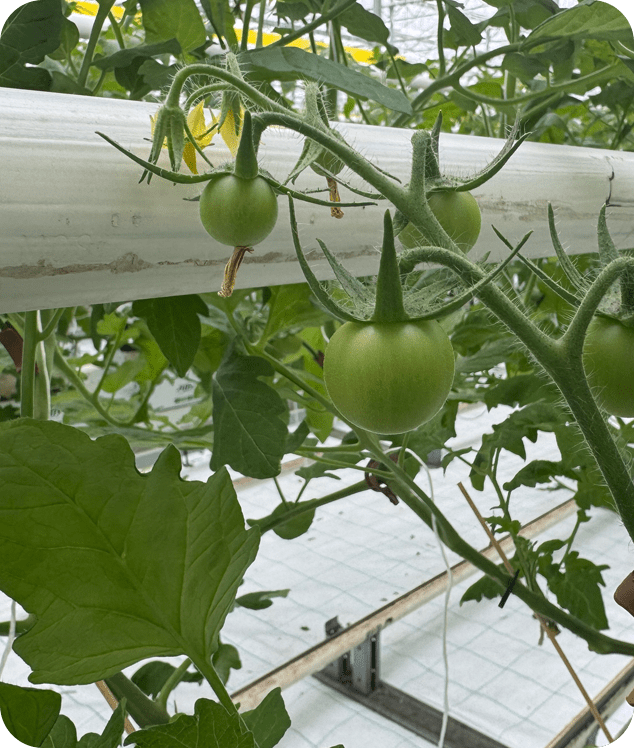 Az Árpád-Agrár csúcstechnológiás üvegházakban termeszt paradicsomot