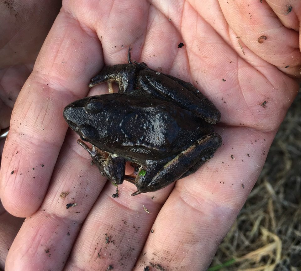 Egyetlen békát sem találtunk!