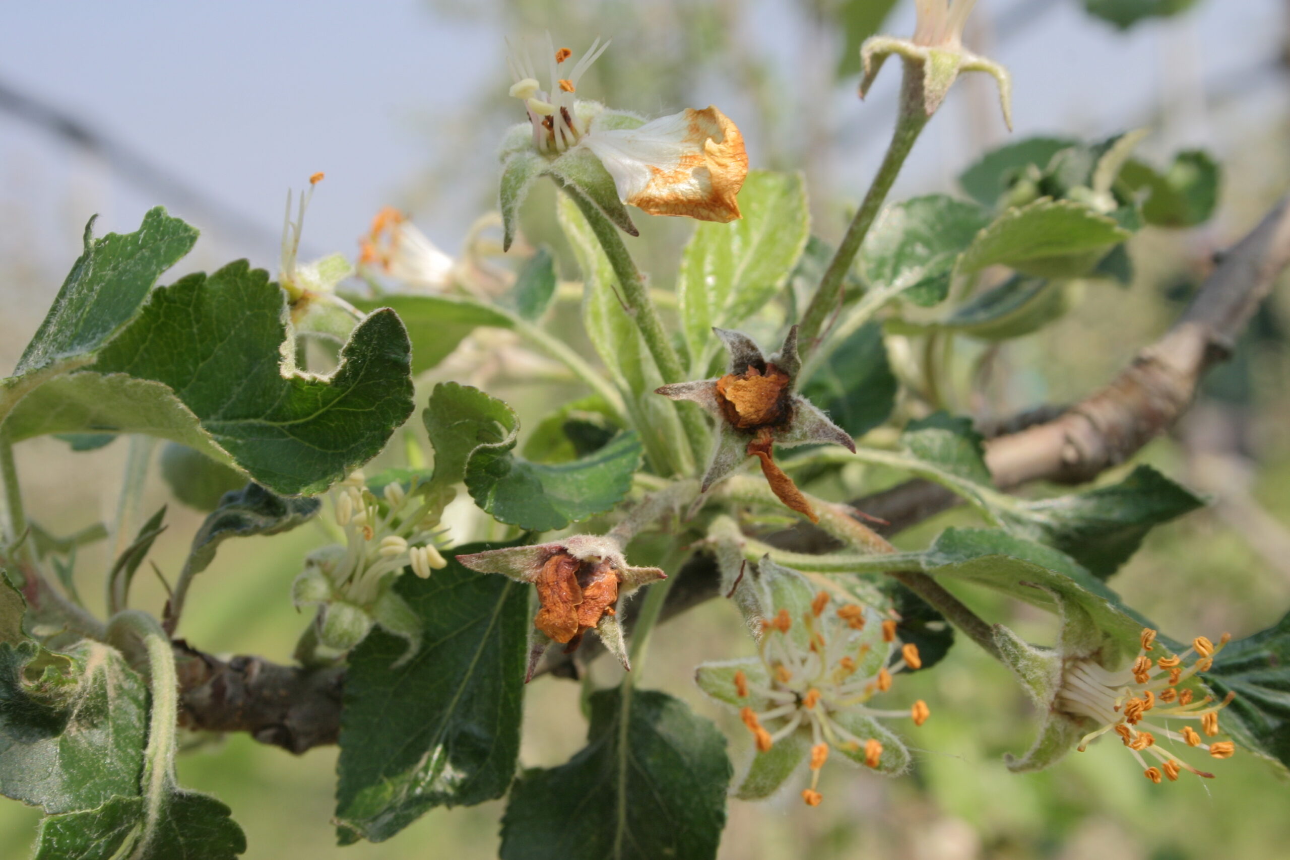 A virágzás végén összeszáradt bimbók jelzik a károsítást