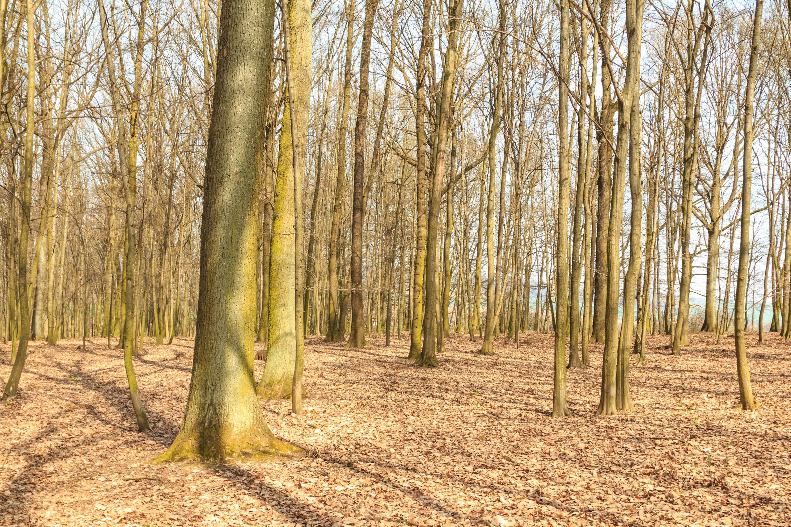 Erdeink színes világa