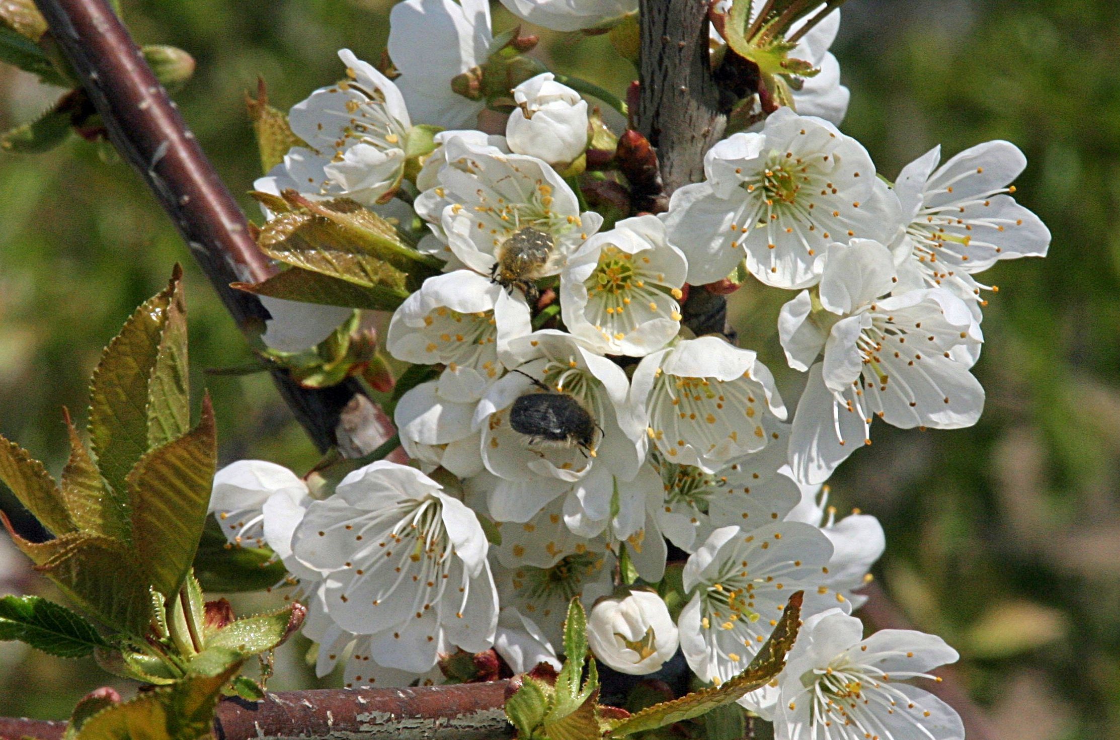 bundásbogár cseresznyén