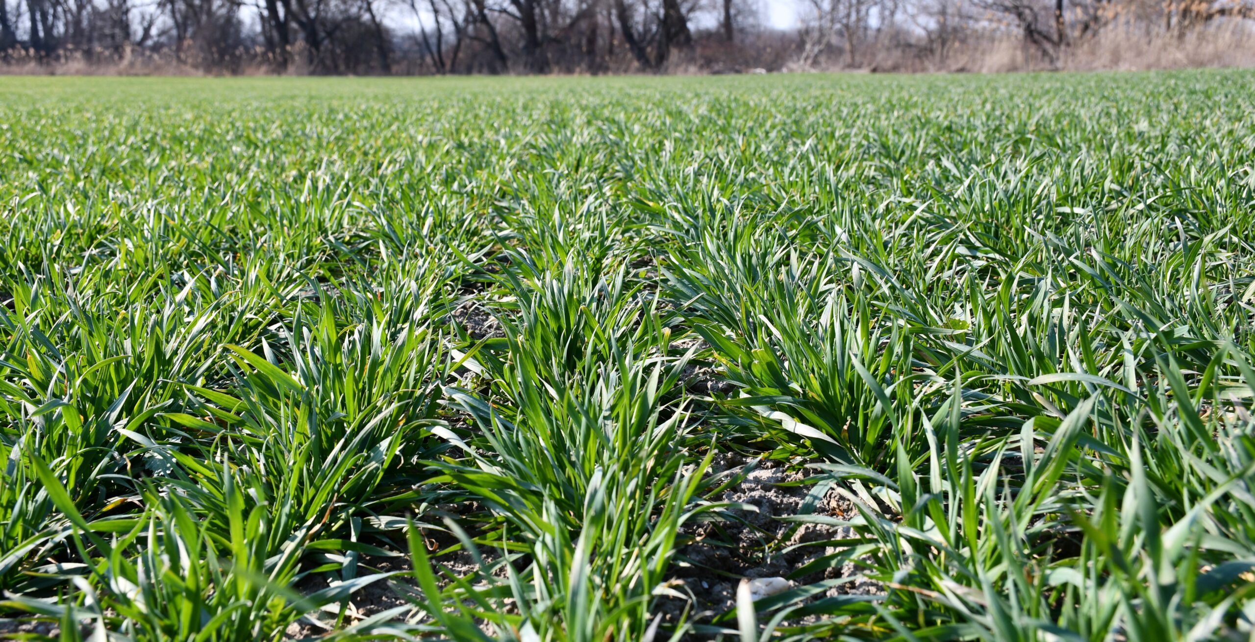 Bokrosodás végén gyakoriak a fertőzésmentes állományok.