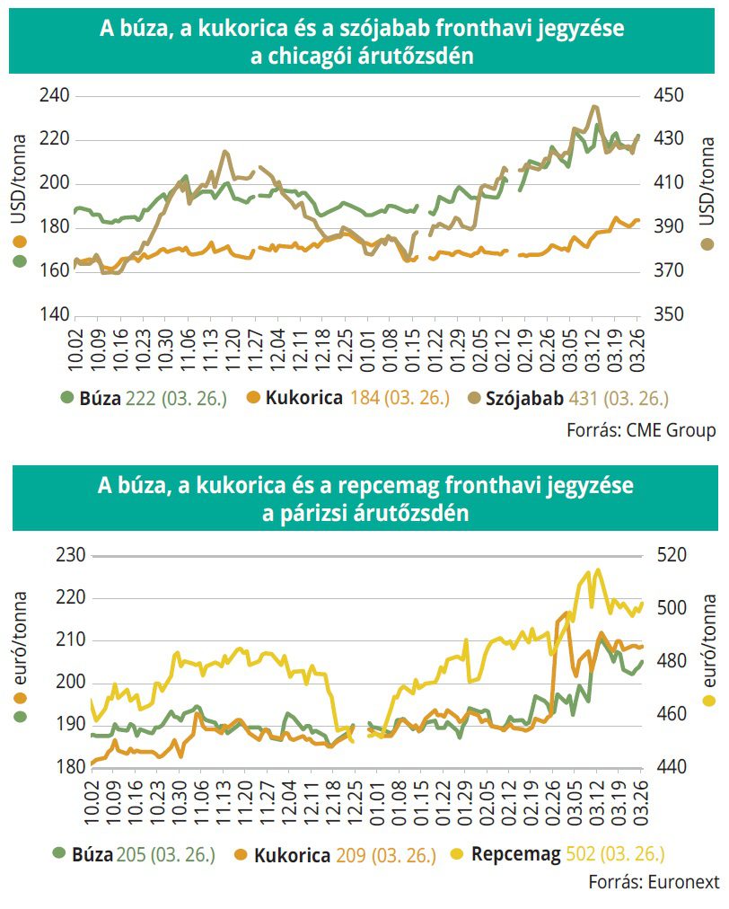 buza-kukorica_tozsde_aki_14