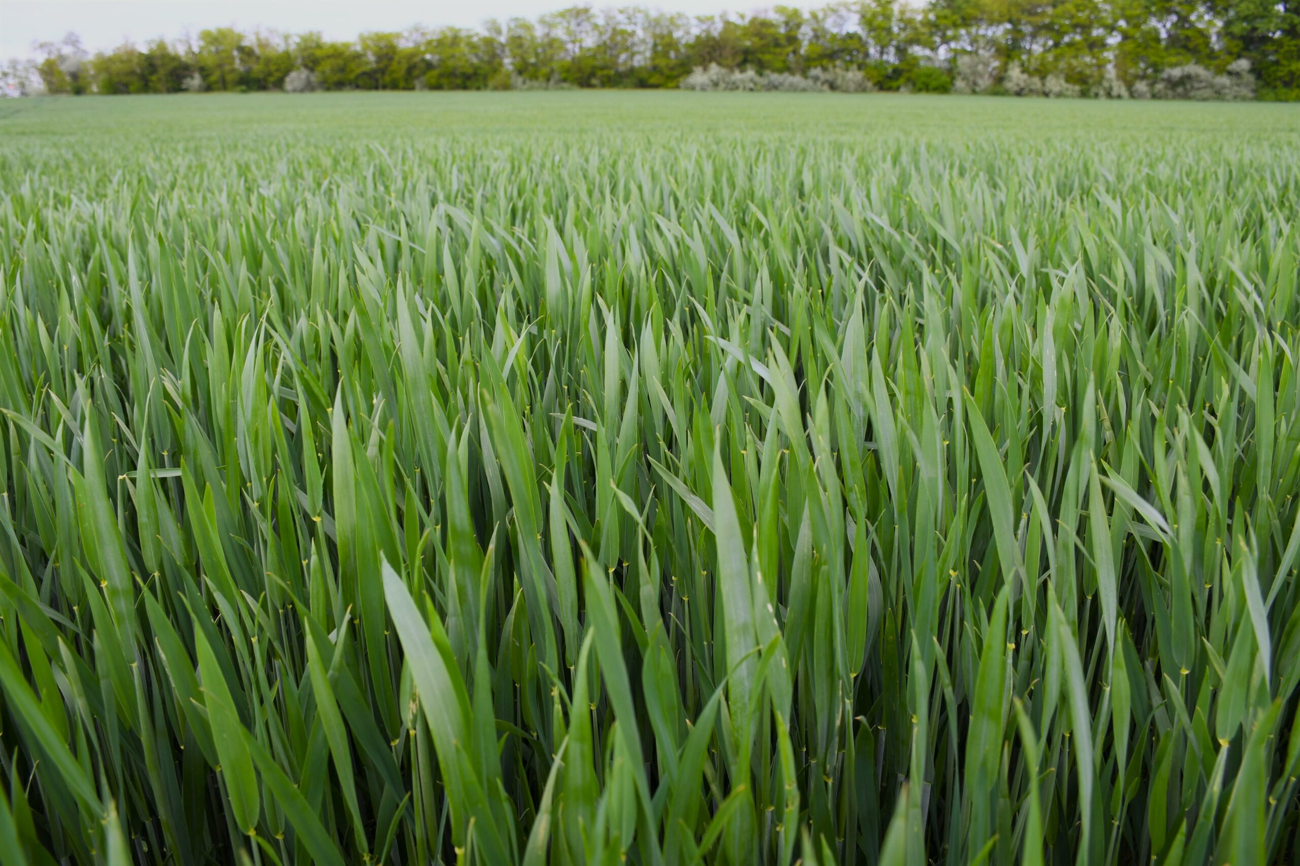 A zászlóslevél védelme elsődleges a termésmennyiség szempontjából