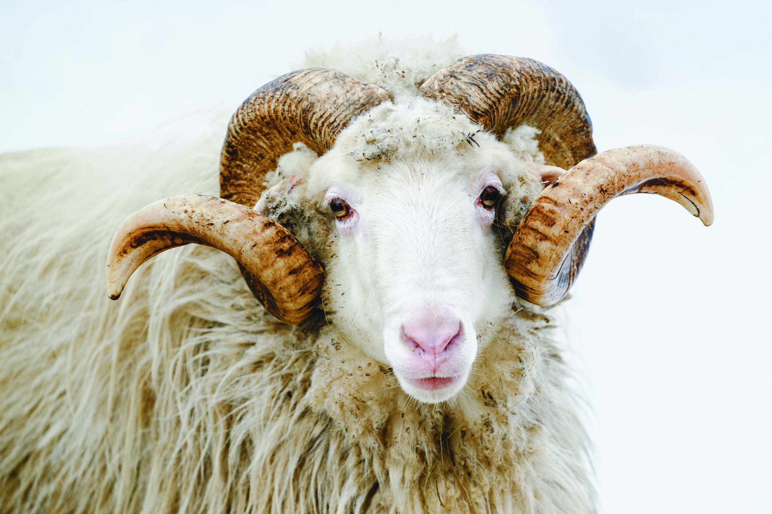 Cikták a Szenes legelőn