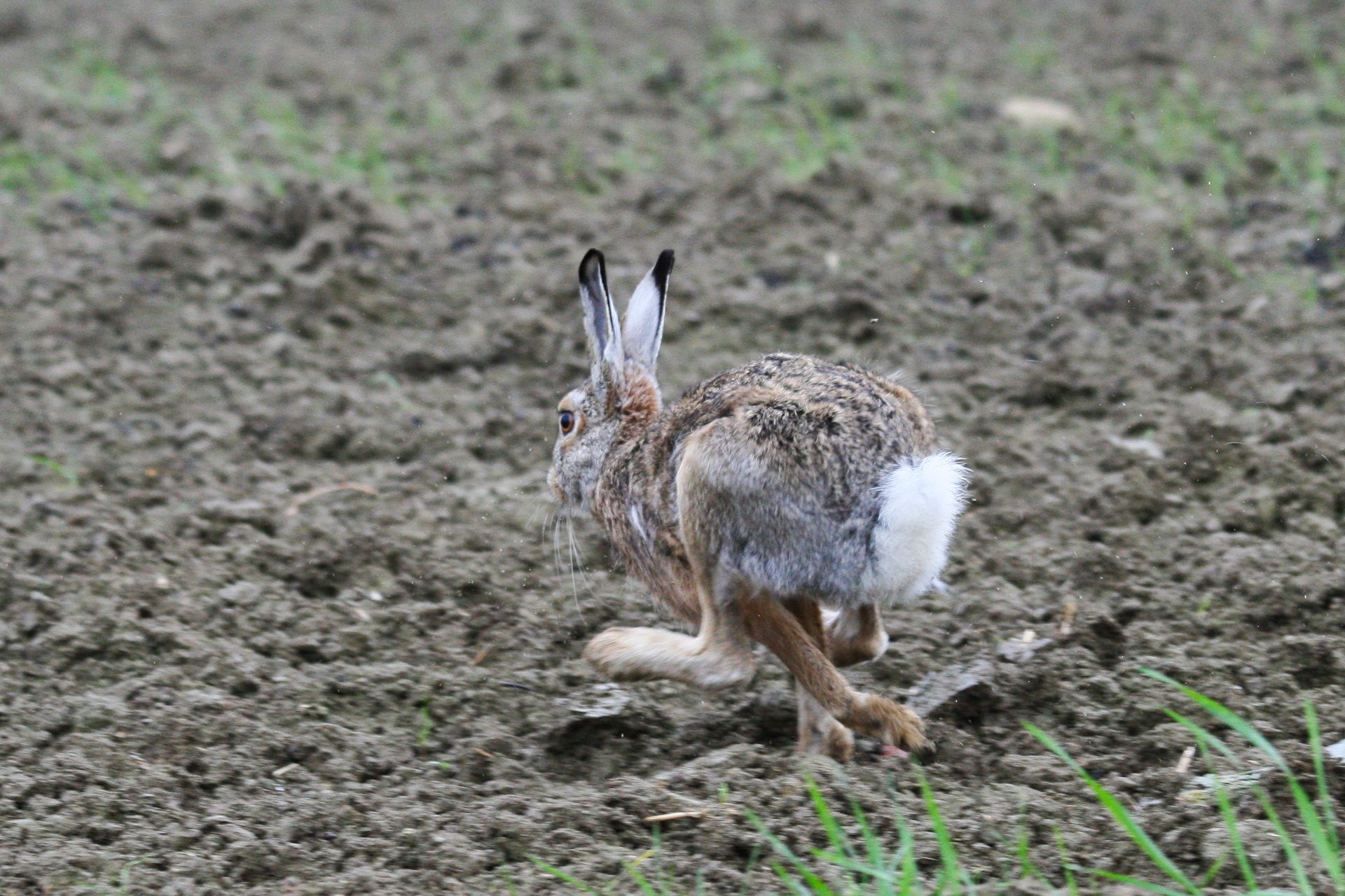 A FitoProtekt vadriasztó hatására hátat fordítanak a nyulak a napraforgónak (Fotó: freepik.com)