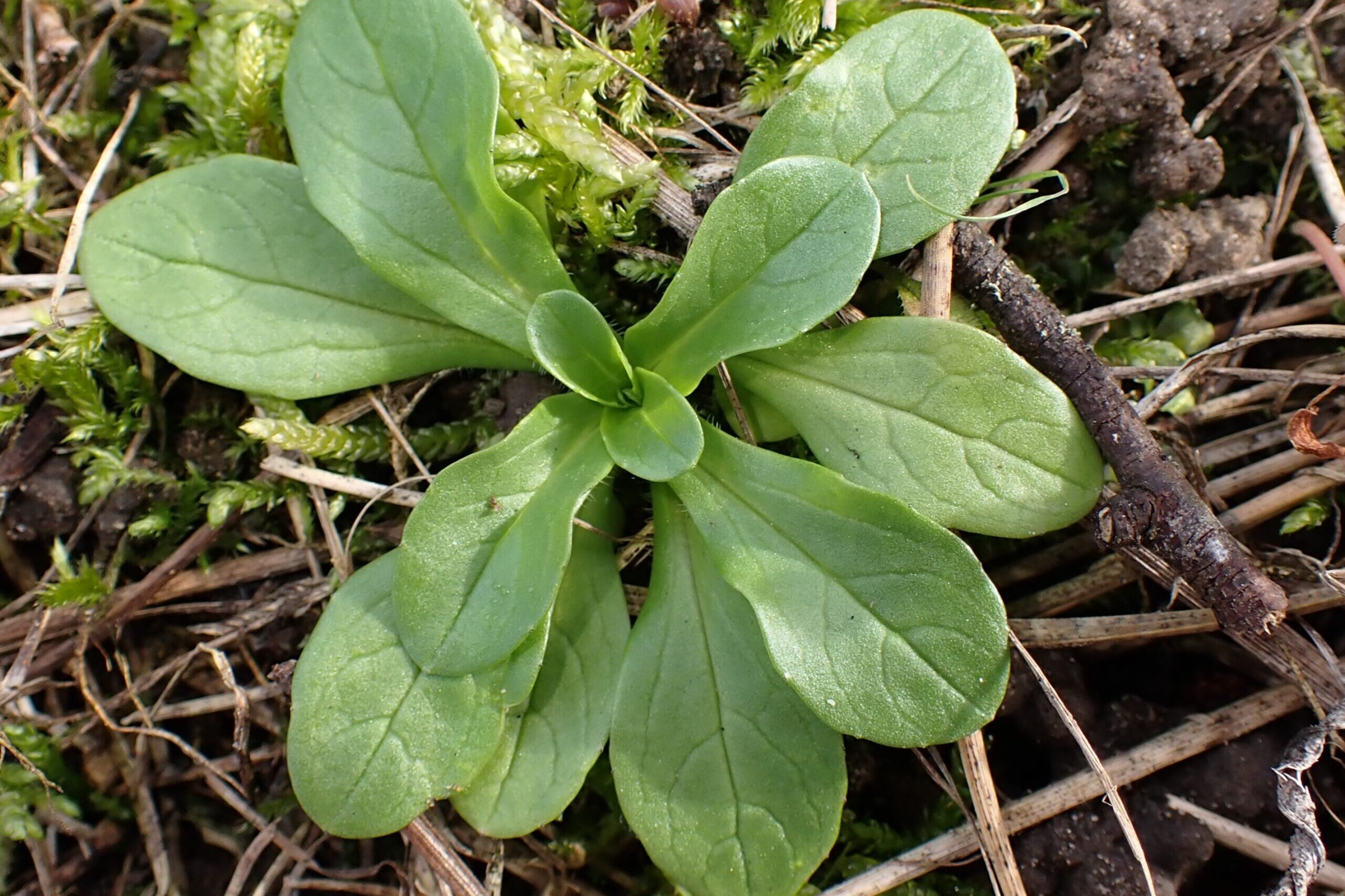 Télen is szedhető zöldségek