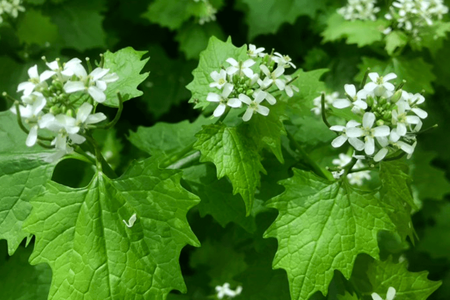 Egy meglepő ízű tavaszi vitaminbomba